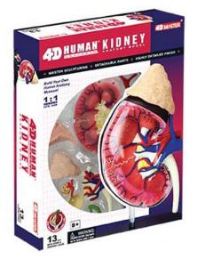 Kidney Model