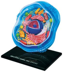 4D Animal Cell Model