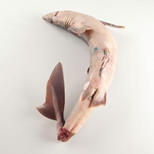Ward's® Preserved Dogfish Sharks, 22 to 27"