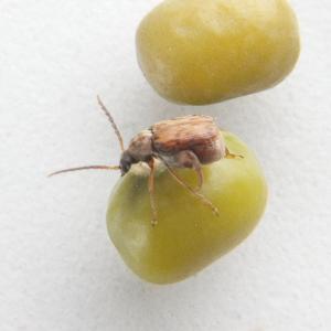 Ward's® Live Bean Beetles (<i>Callosobruchus maculatus</i>)