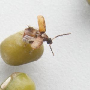 Ward's® Live Bean Beetles (<i>Callosobruchus maculatus</i>)