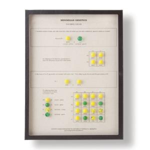 Mendelian Genetics - Dihybrid Cross