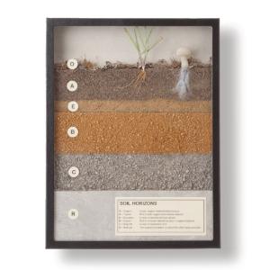Soil Horizons Riker Mount