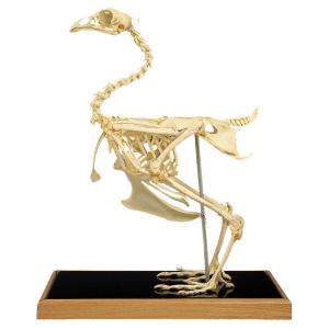 3B Scientific® Chicken Skeleton