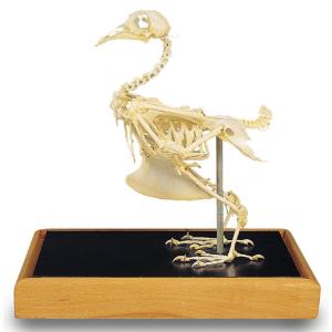 3B Scientific® Rock Dove Skeleton