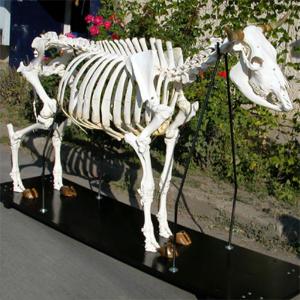 3B Scientific® Cow Skeleton