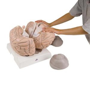 3B Scientific® Giant Brain