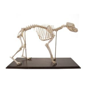 3B Scientific® Flexible Canine Skeleton