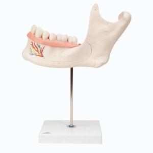 3B Scientific® Half Lower Jaw