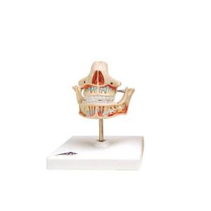 3B Scientific® Denture Models