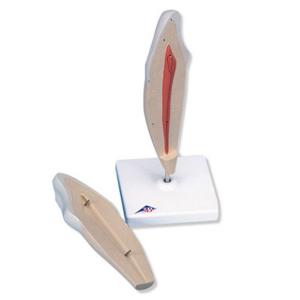 3B Scientific® Classic Tooth Models