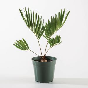 <i>Zamia</i>