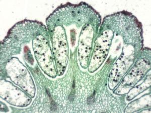 <i>Equisetum</i>, Mature Strobilus Slide