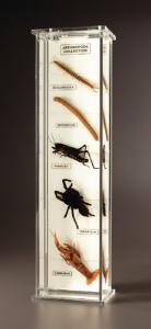 Ward's® Arthropod Collection Museum Mount