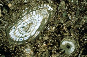 Foraminifera Thin Section