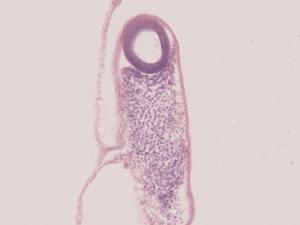 Chick, 33-Hour, Longitudinal Section, Hematoxylin and Eosin Stained Slides