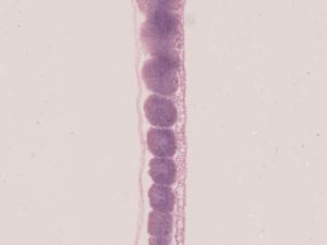 Chick, 33-Hour, Longitudinal Section, Hematoxylin and Eosin Stained Slides