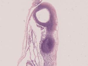 Chick, 33-Hour, Longitudinal Section, Hematoxylin and Eosin Stained Slides