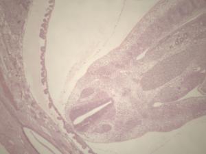 Uterus of Small Mammal Slide