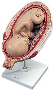 Seventh Month Foetus