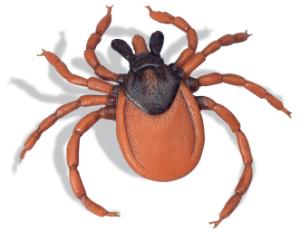 Castor Bean Tick