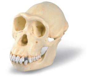 Chimpanzee Skull Female Replica