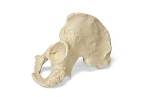 Premium Hemi Pelvis Male