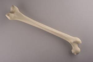 Standard Femur