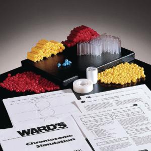 Pop Beads  Ward's Science