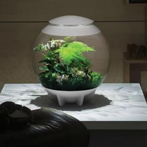 biOrb® Air Terrarium