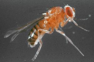 Boreal Science Drosophila Recessive Genes Set