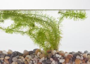 Ward's® Live <italic>Egeria najas</italic> Aquatic Plants