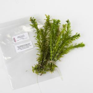 Ward's® Live <i>Elodea densa</i> Aquatic Plants