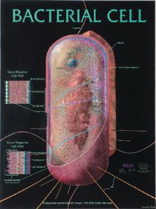 Biocam Bacterial Charts