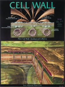 BioCam Cell Structure And Function Charts