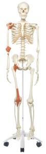 3B Scientific® Ligamentary, Skeleton Rod Mount