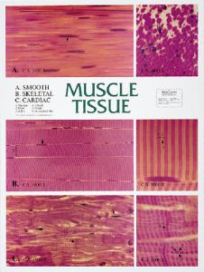 Biocam Mircohistology Charts