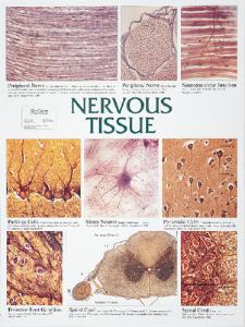 Biocam Mircohistology Charts