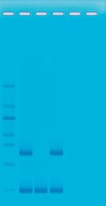 GFP Transform Extension Colony PCR