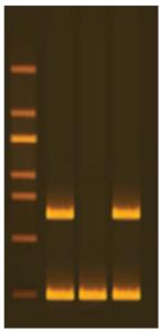 GFP Transform Extension Colony PCR
