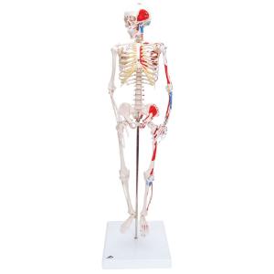 3B Scientific® Miniature Skeletons