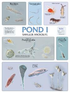 BioCam Pond Life Wall Charts