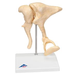 3B Scientific® Ossicle Models