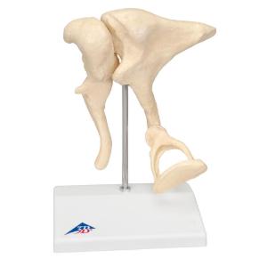 3B Scientific® Ossicle Models