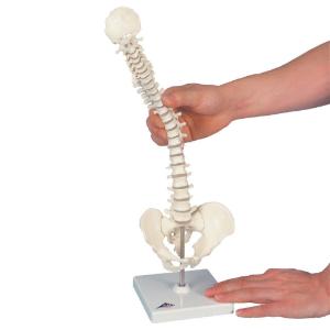 3B Scientific® Miniature Bones