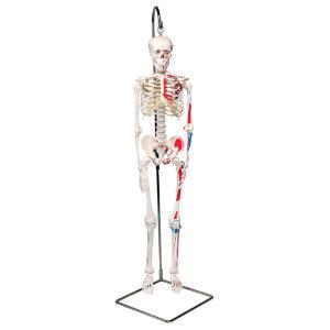 3B Scientific® Miniature Skeletons