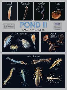 BioCam Pond Life Wall Charts