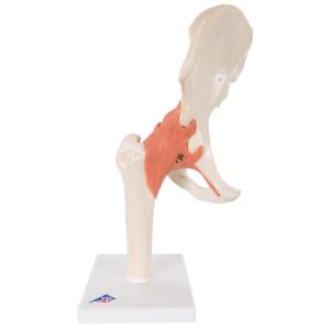 3B Scientific® Deluxe Functional Hip Joint