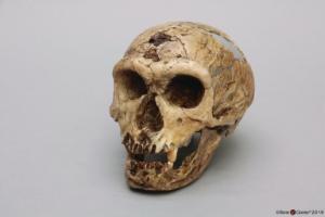 <i>H. neanderthalensis</i> (La Chapelle-aux-Saints)