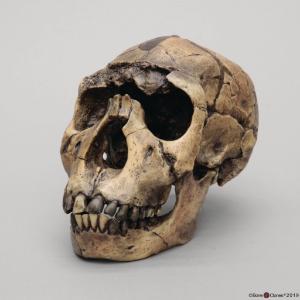 Dietary Comparison Economy Skull Set - Bone Clones, Inc. - Osteological  Reproductions